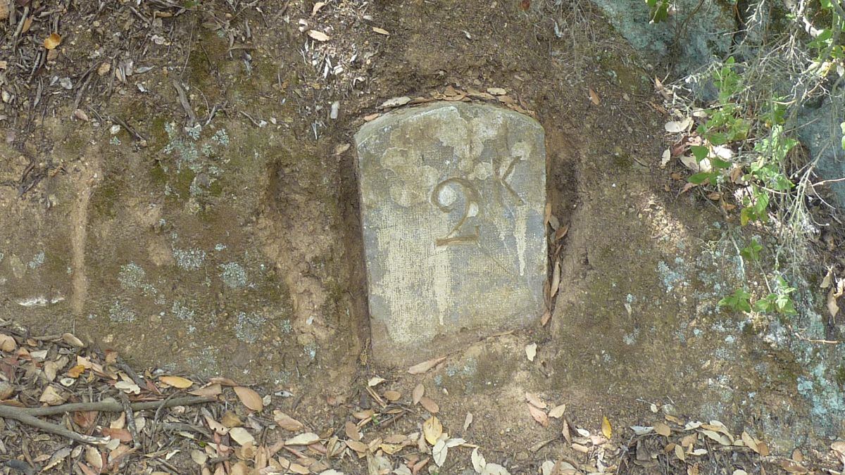 La forêt du Dom