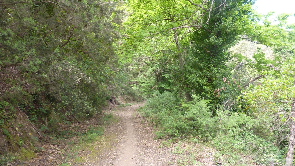 La forêt du Dom