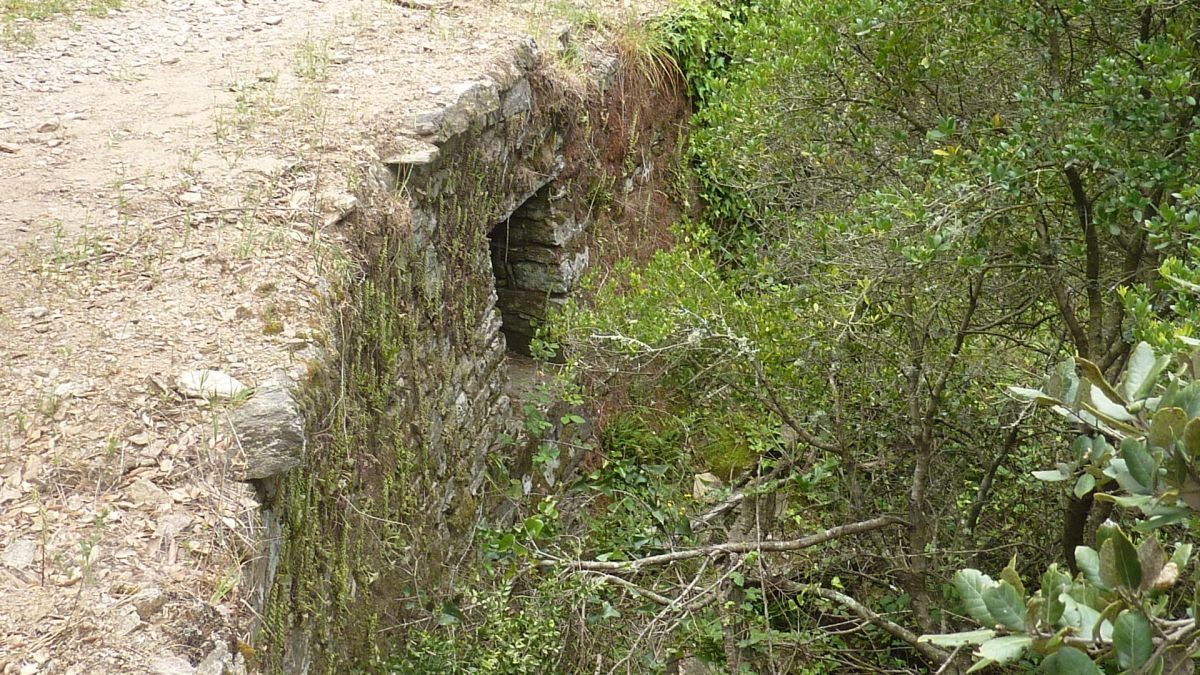 La forêt du Dom