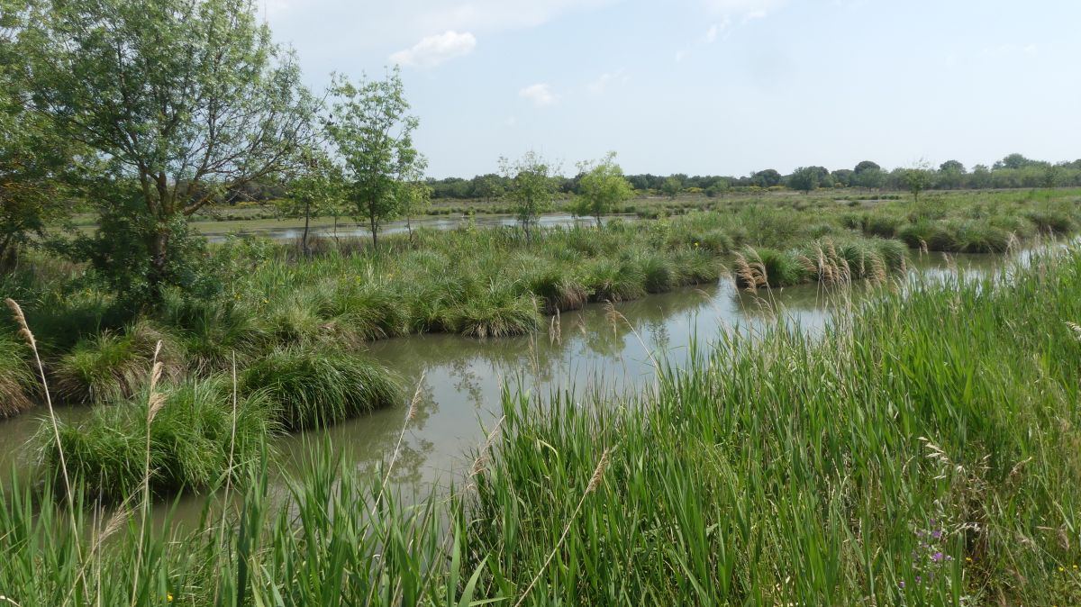 La Camargue