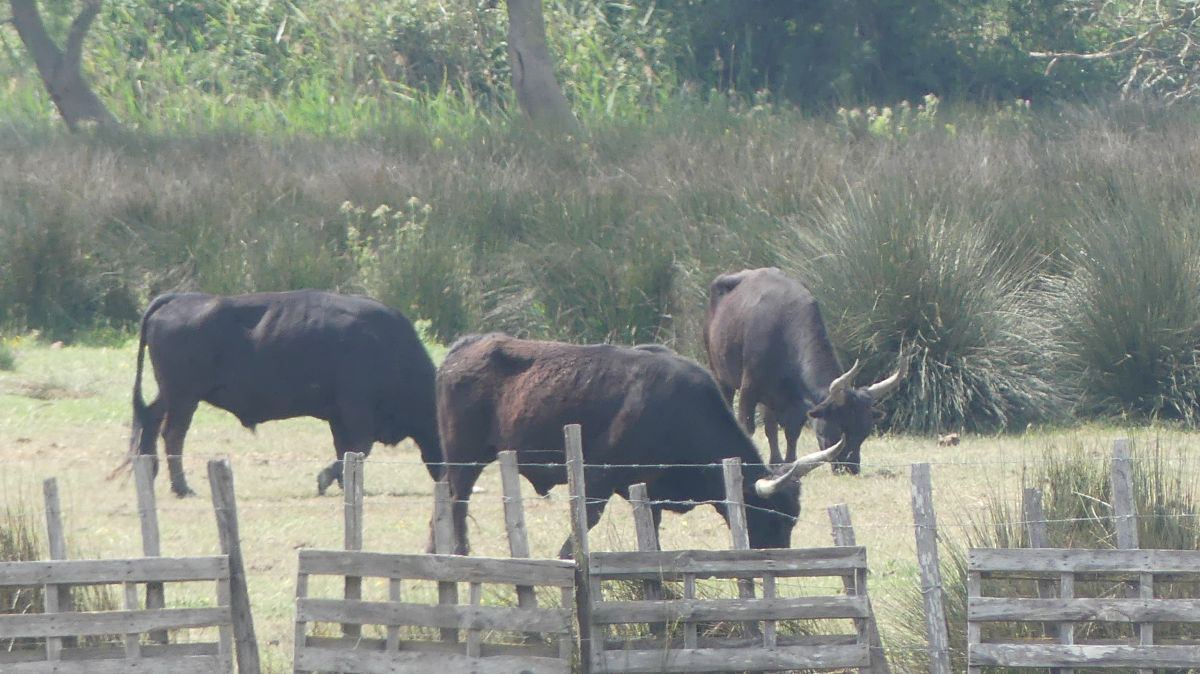 La Camargue