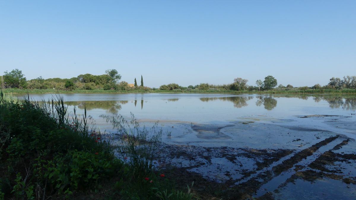 La Camargue