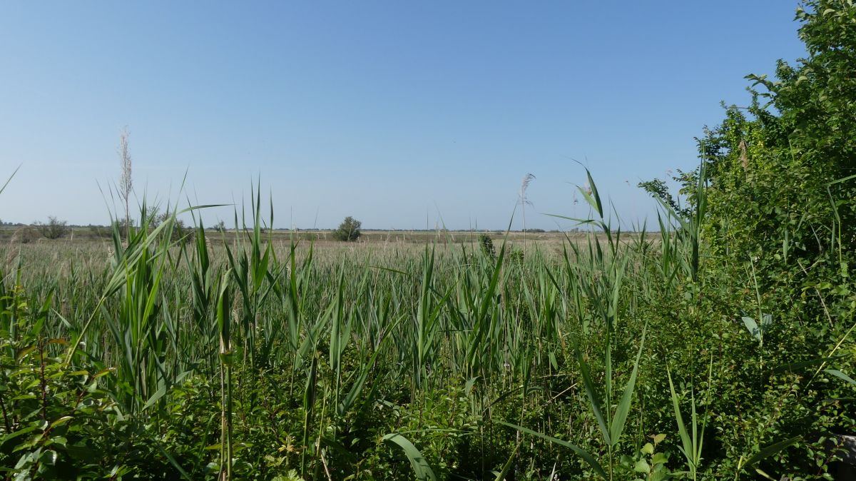 La Camargue