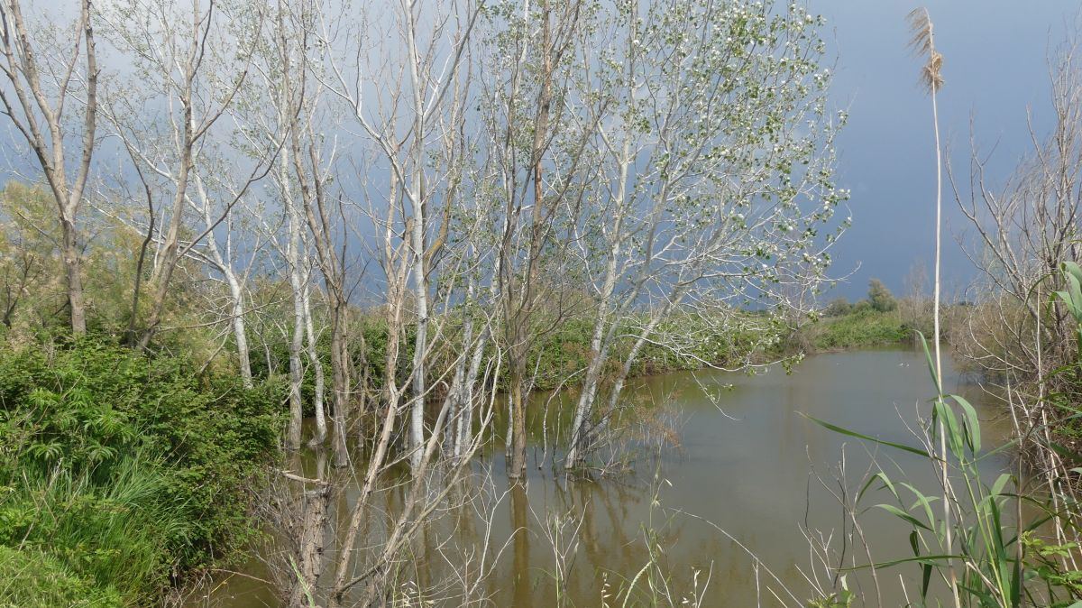 La Camargue