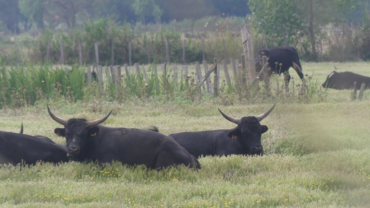 La Camargue