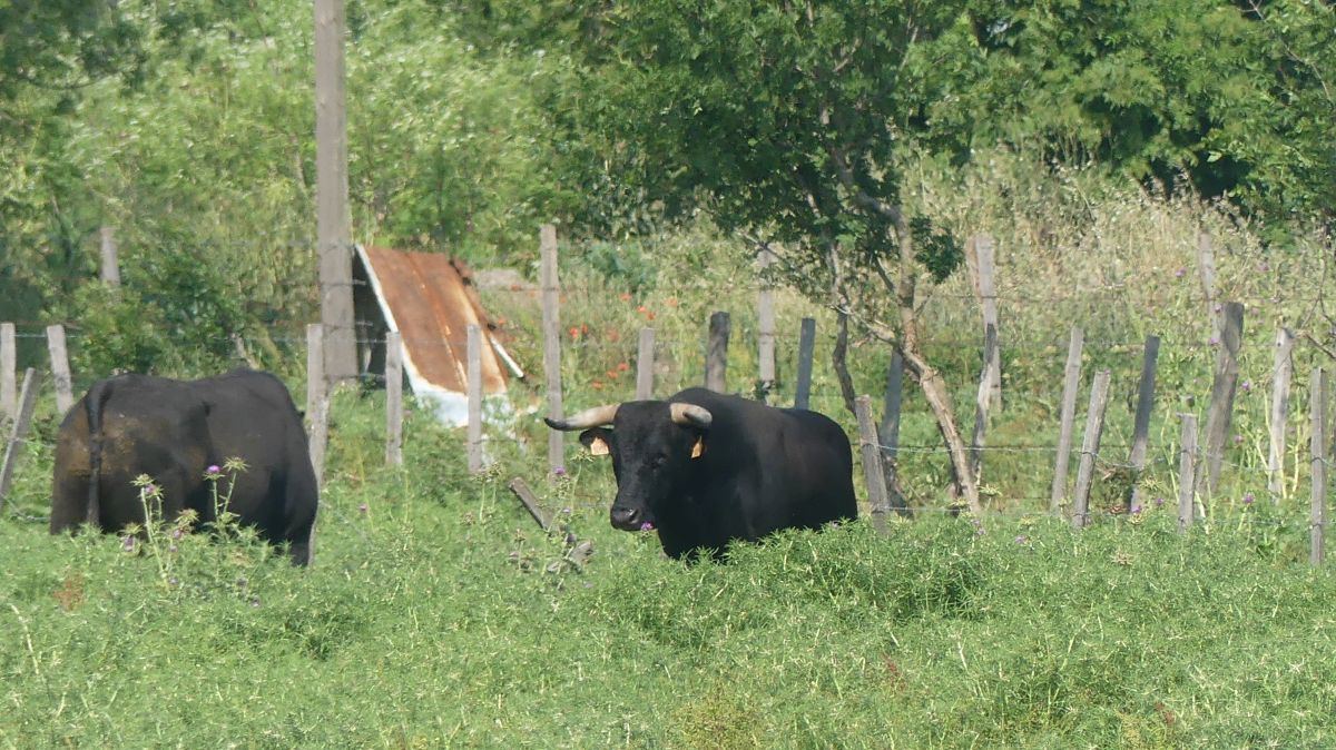 La Camargue
