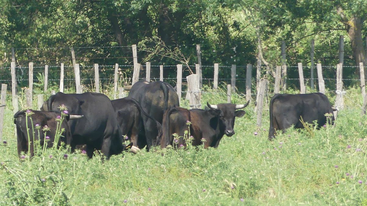 La Camargue
