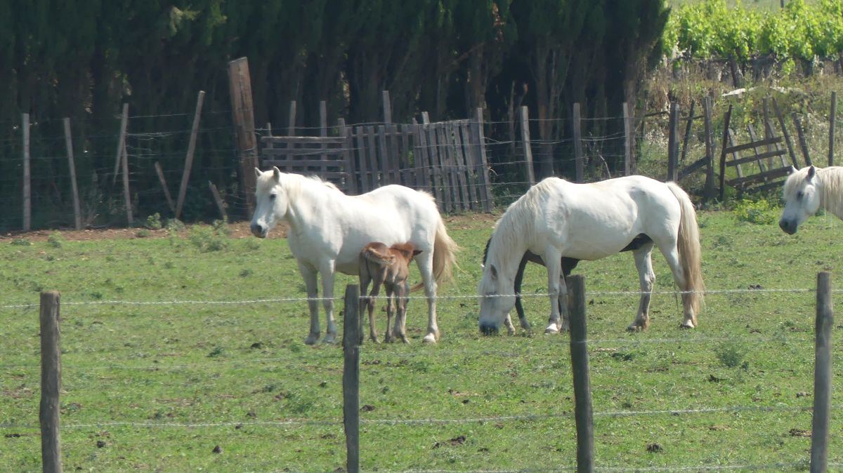 La Camargue