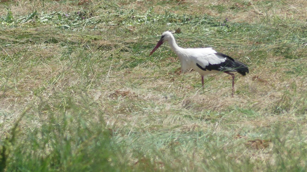 La Camargue