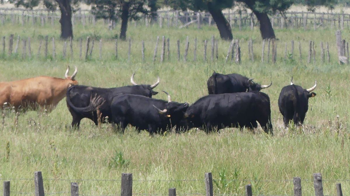 La Camargue