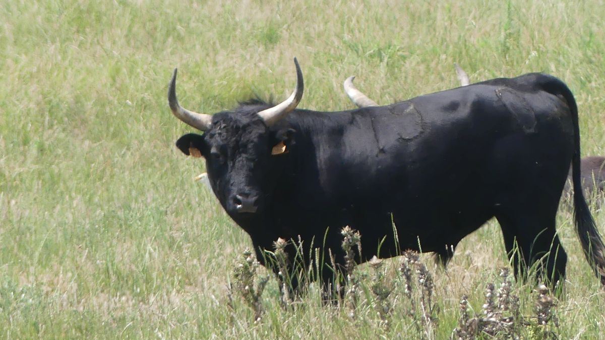 La Camargue