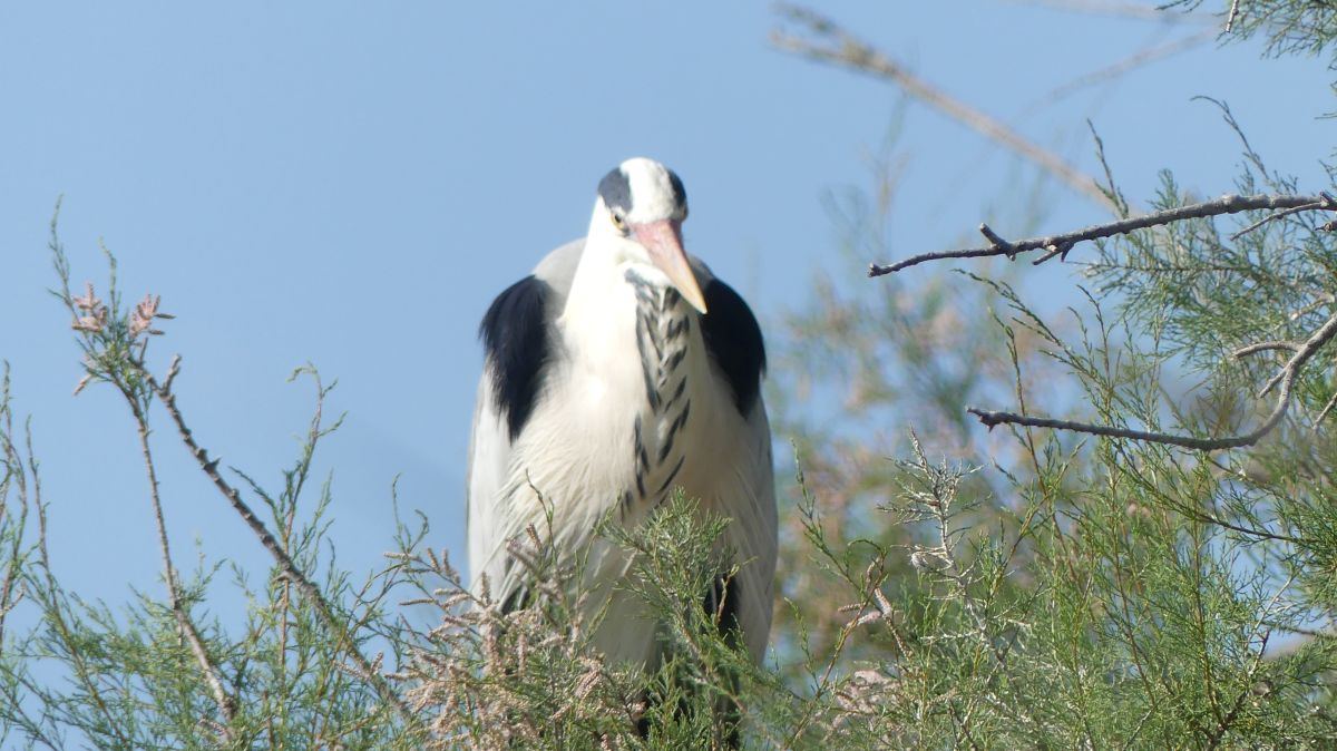 La Camargue
