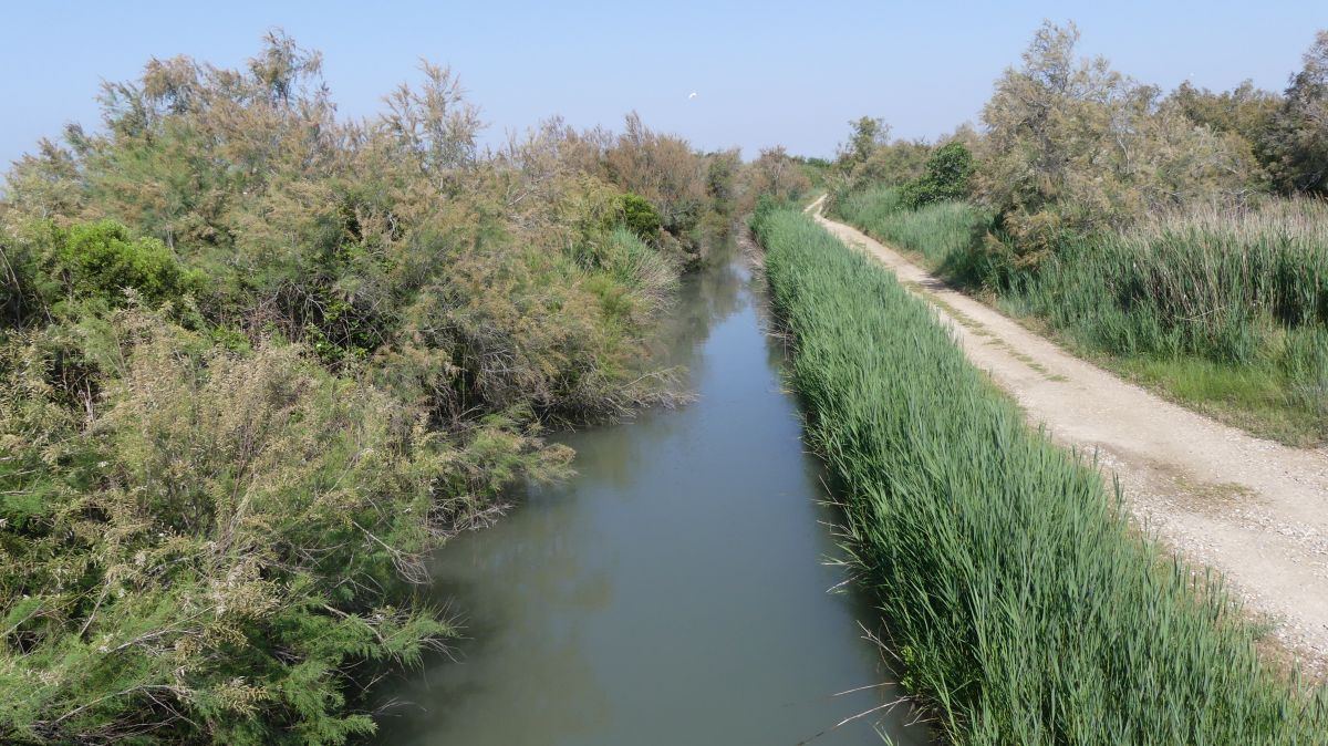La Camargue