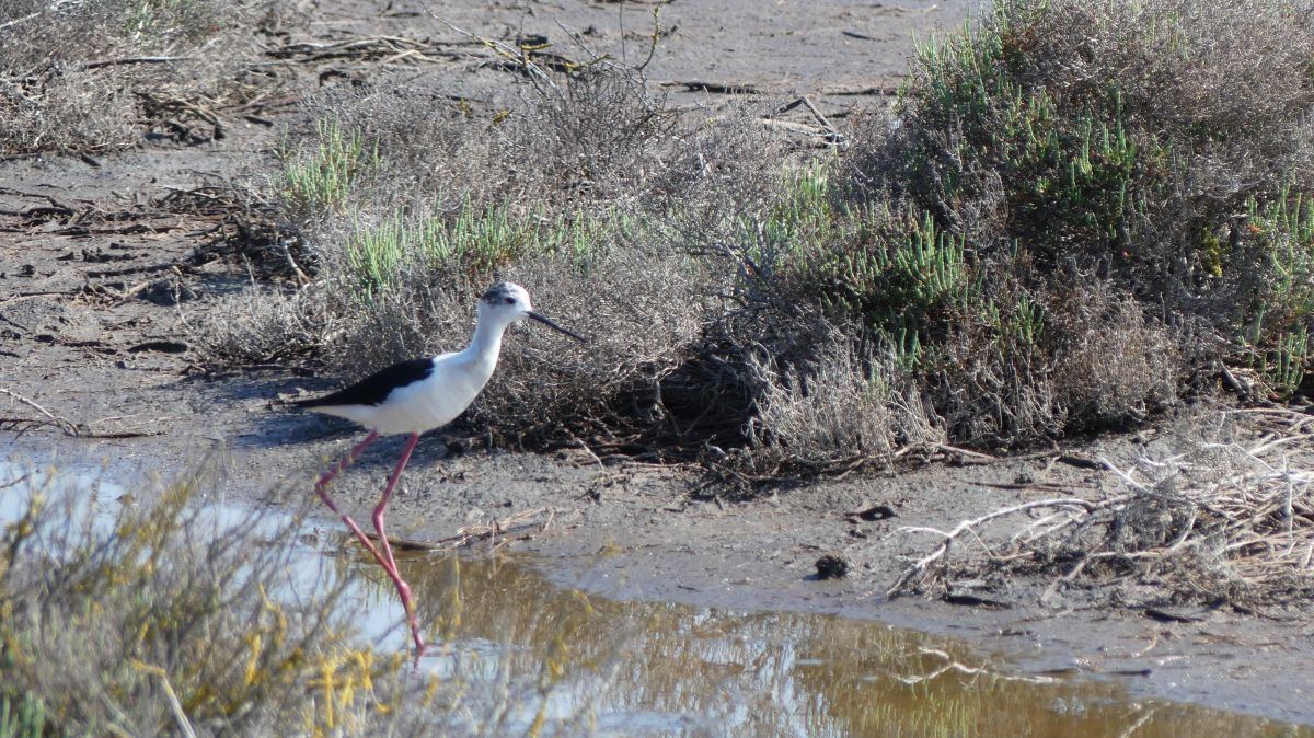 La Camargue