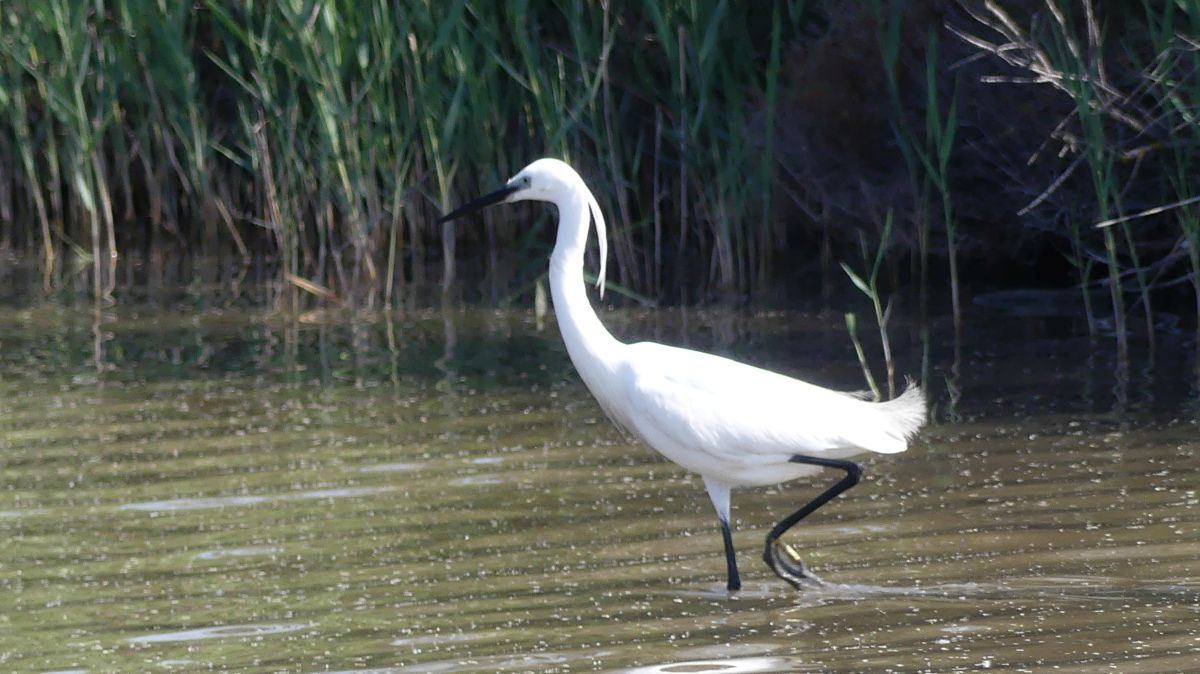 La Camargue