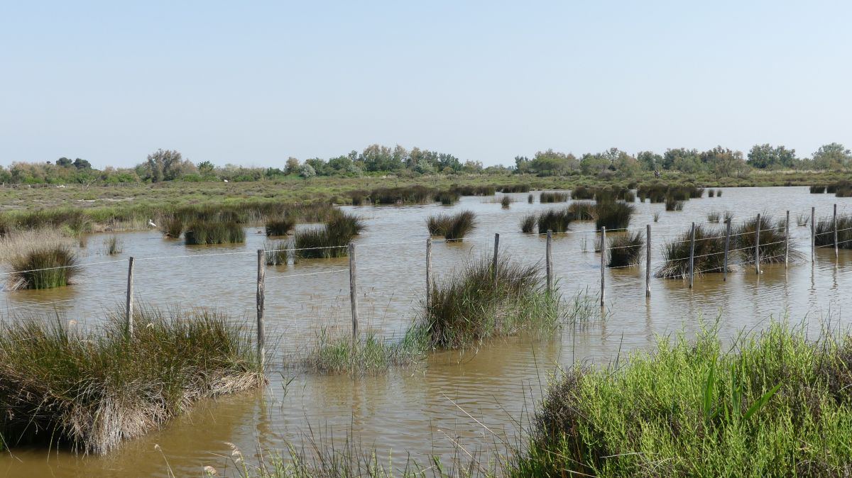 La Camargue