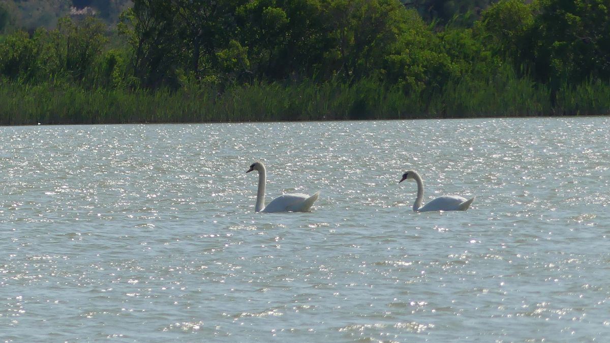 La Camargue
