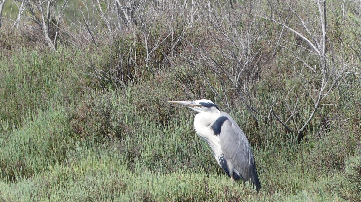 La Camargue