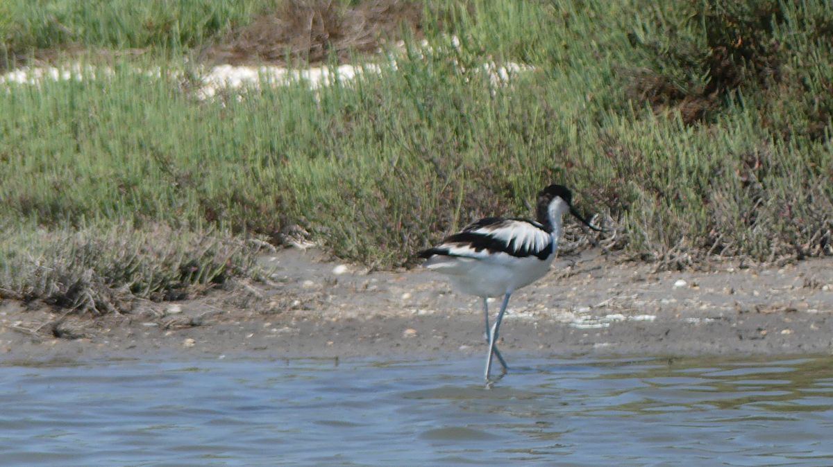La Camargue