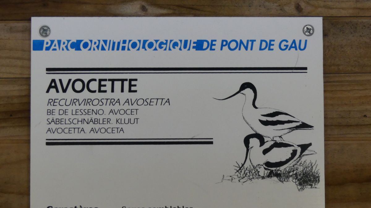 La Camargue