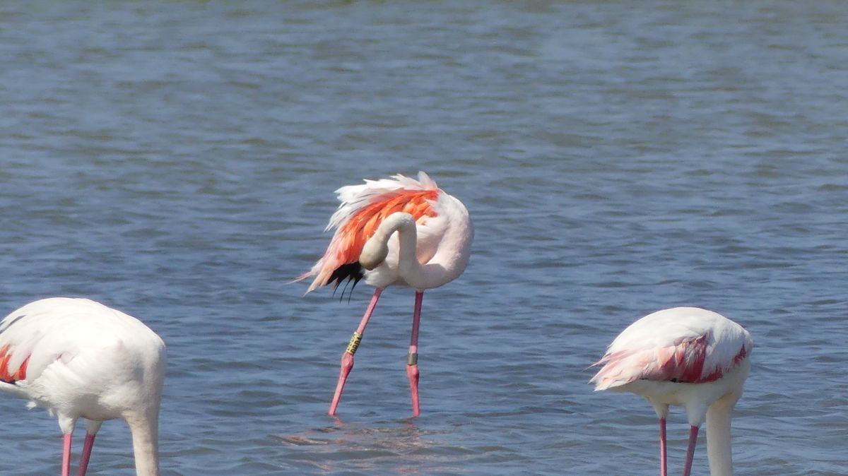 La Camargue
