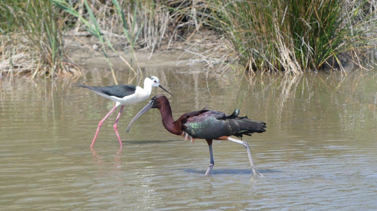 La Camargue