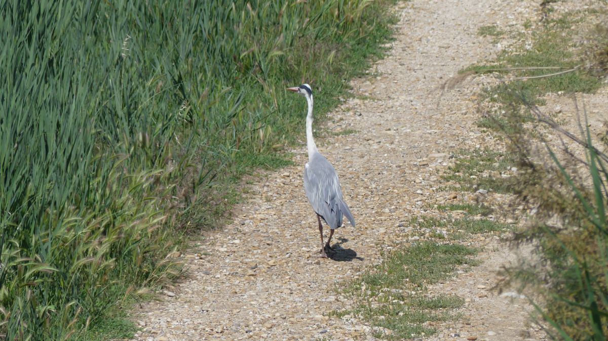 La Camargue