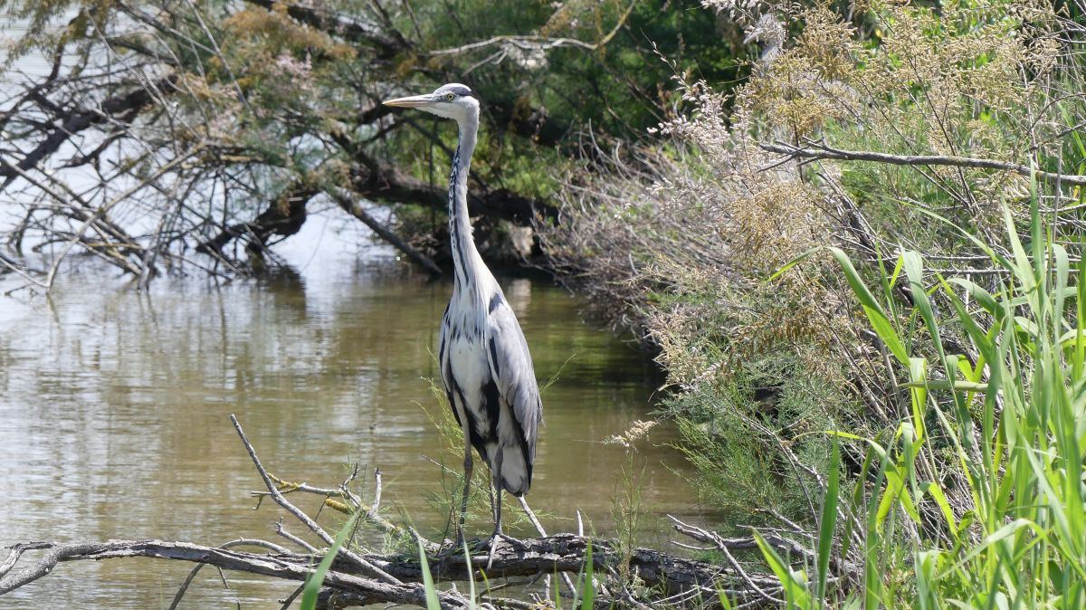 La Camargue