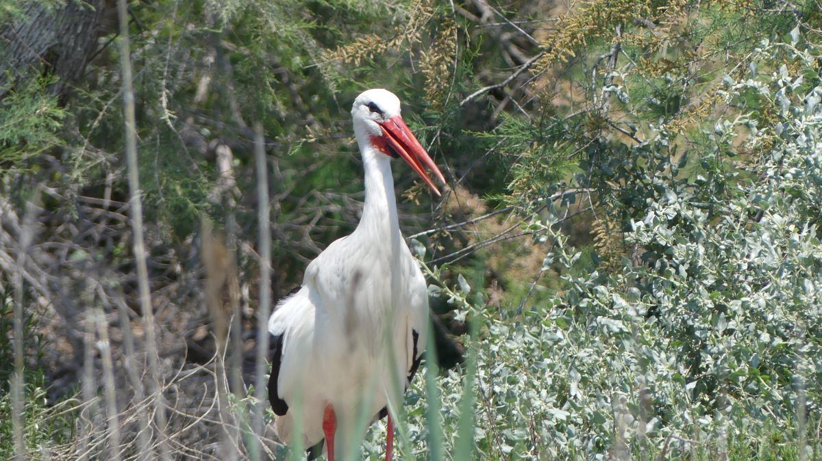 La Camargue