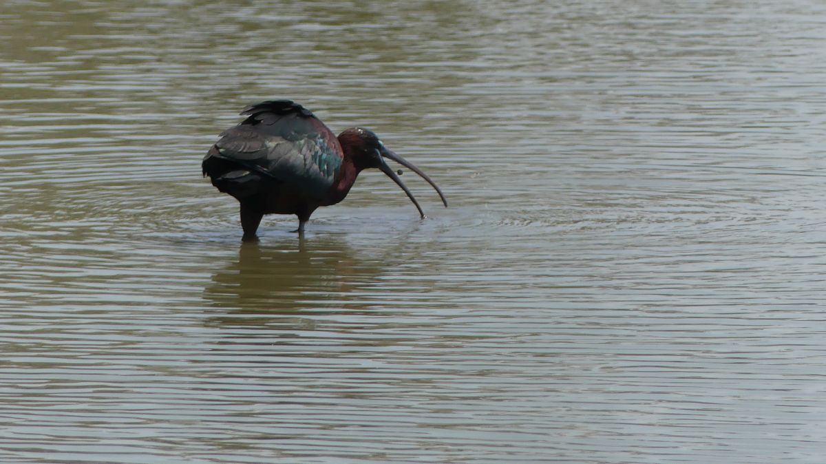 La Camargue