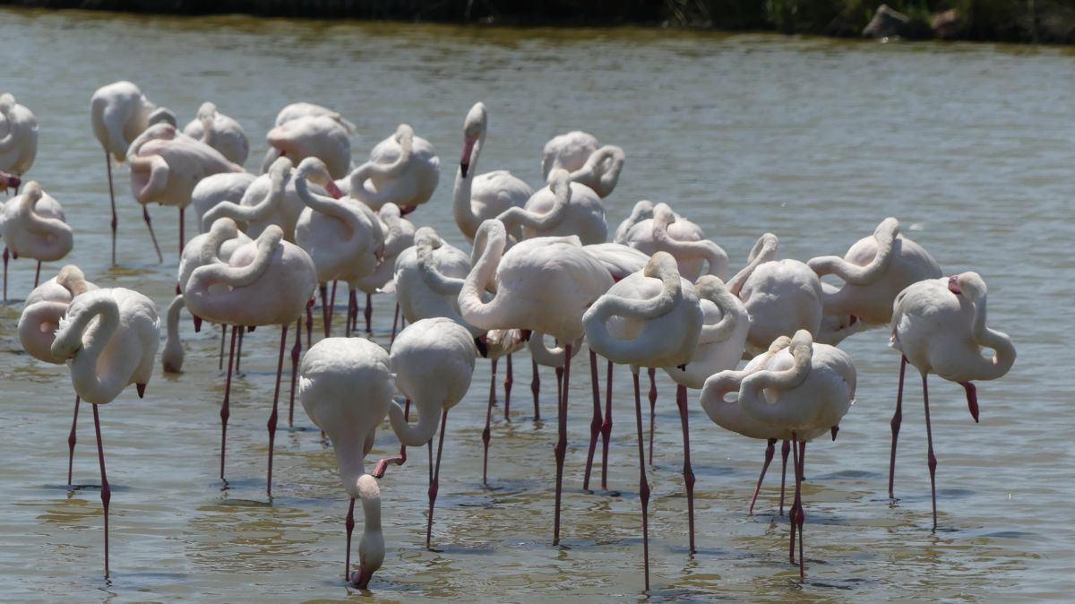 La Camargue