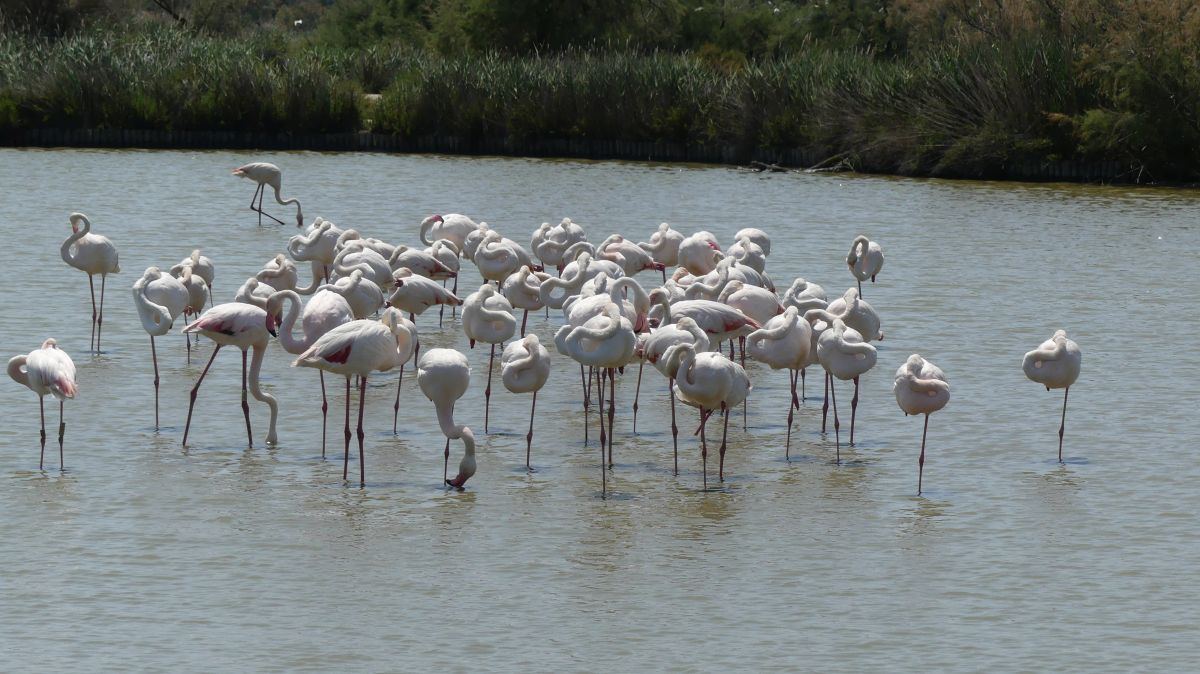 La Camargue