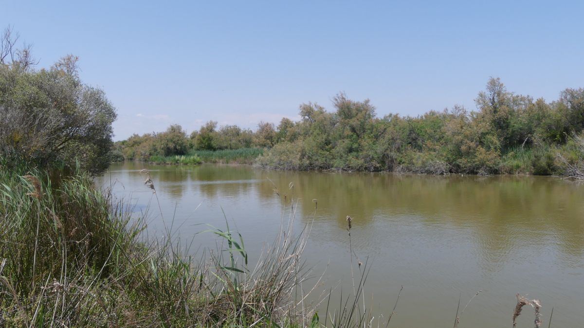 La Camargue