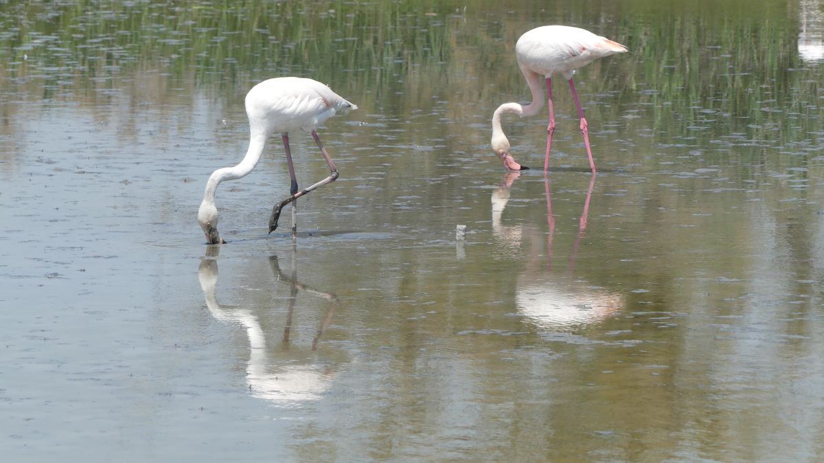 La Camargue