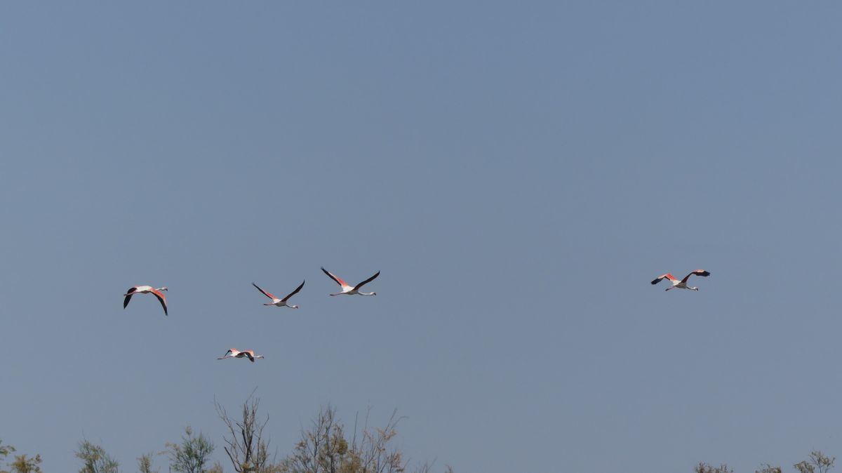 La Camargue