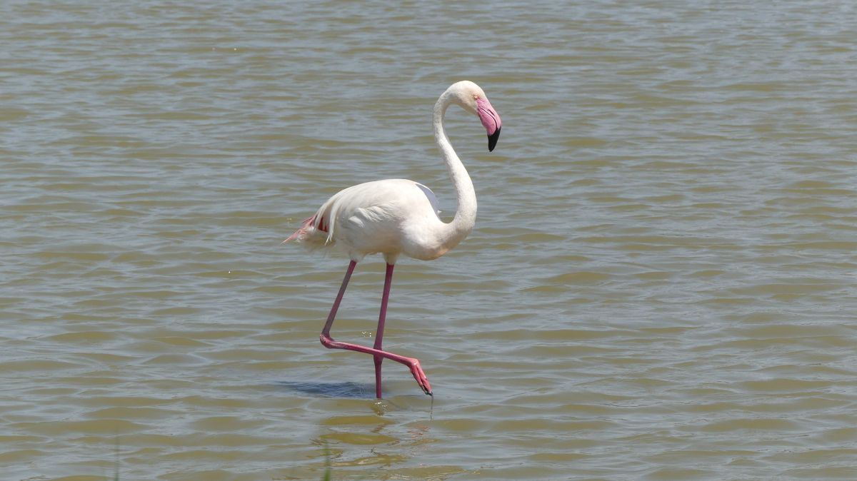 La Camargue