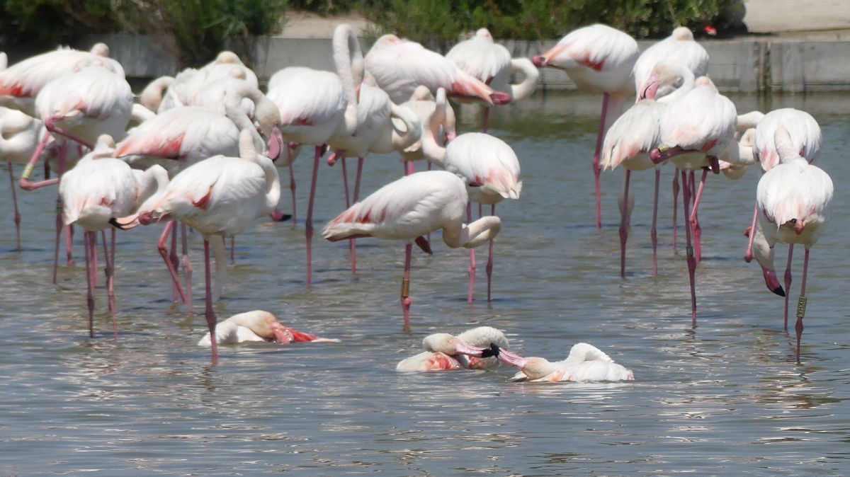 La Camargue
