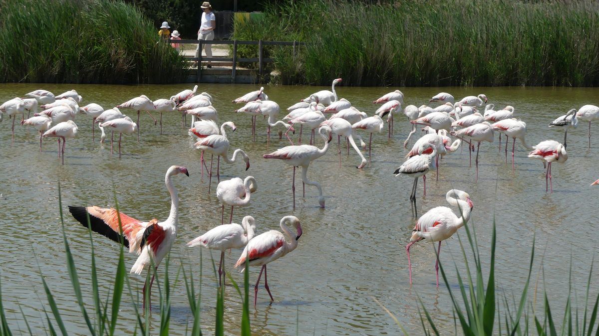 La Camargue