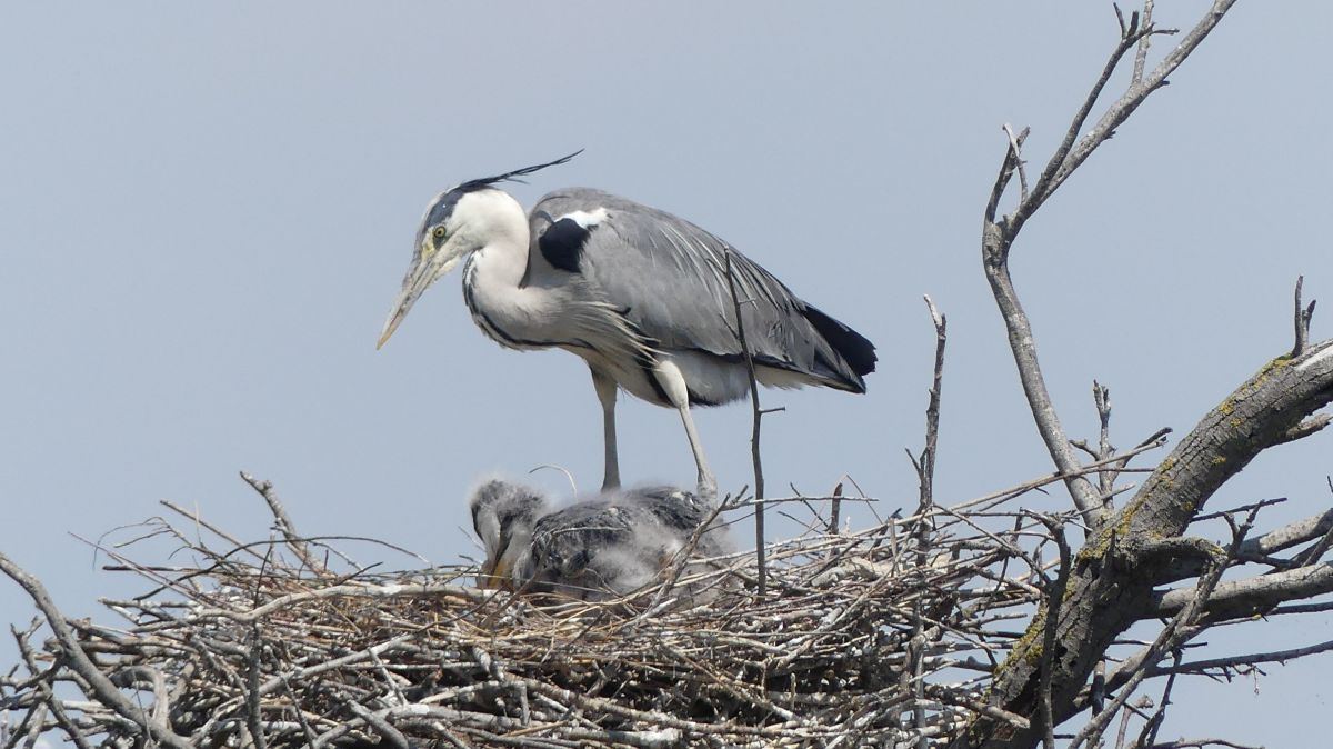 La Camargue