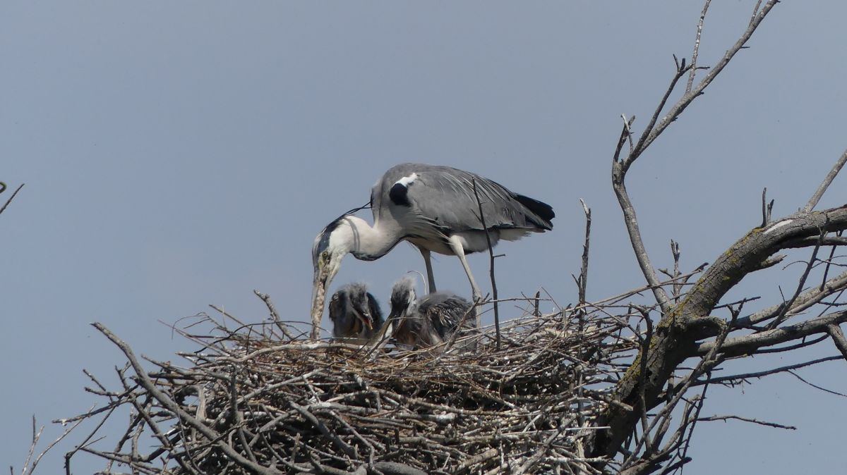 La Camargue