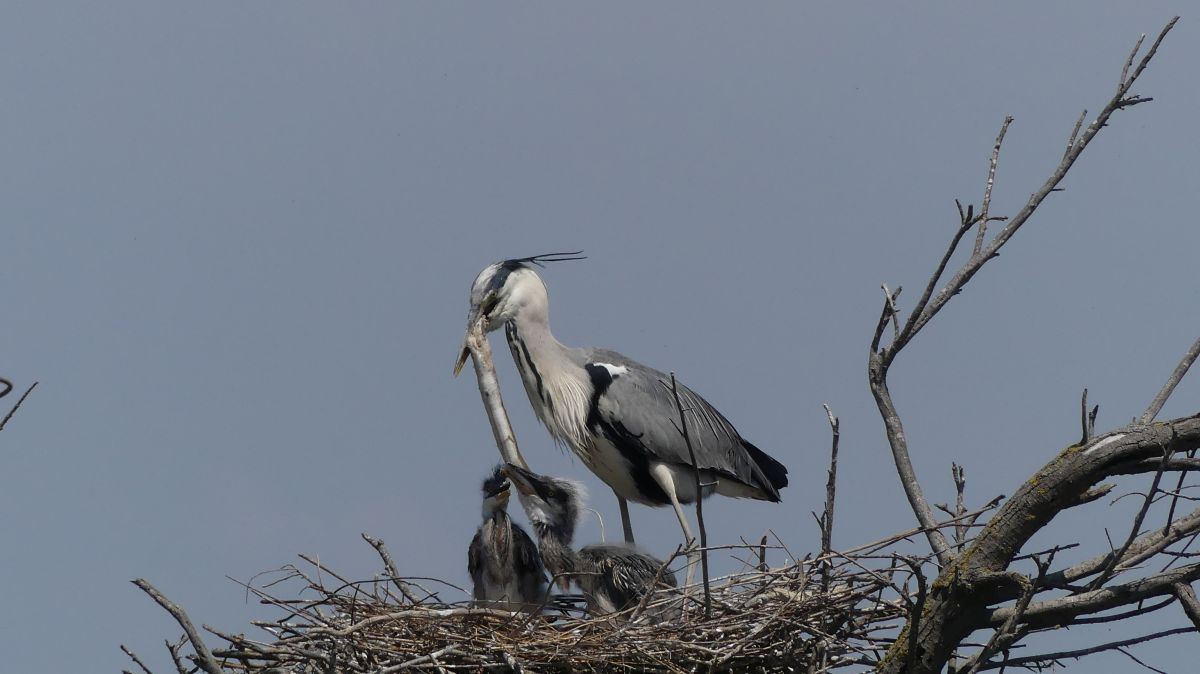 La Camargue