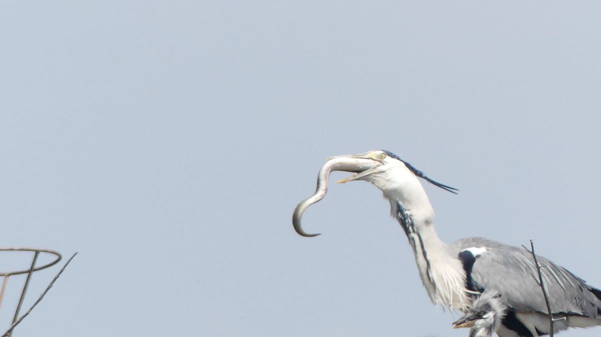 La Camargue