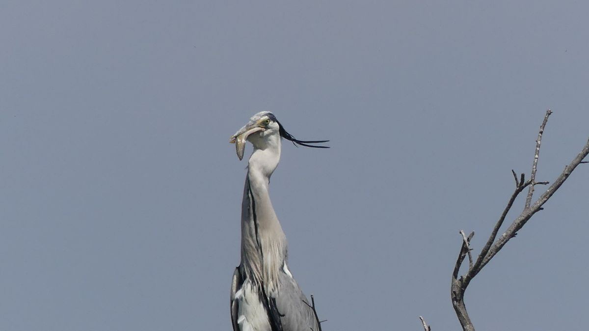 La Camargue