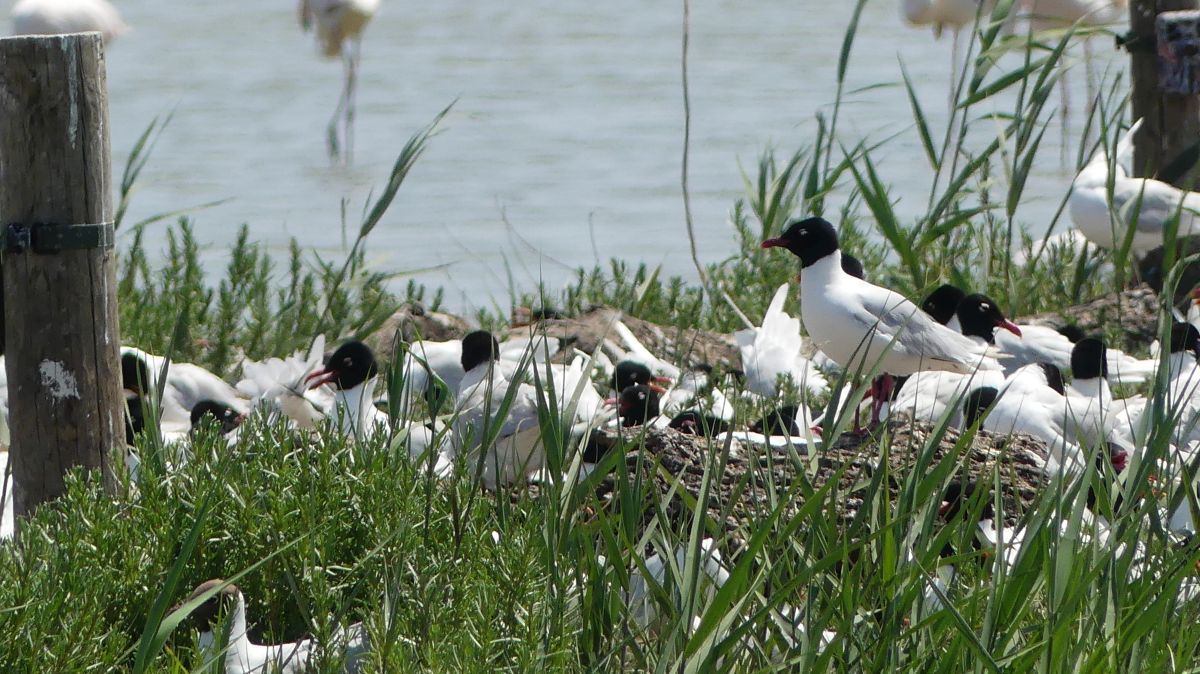 La Camargue