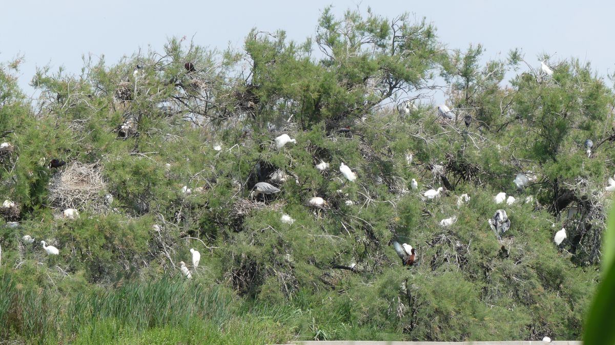 La Camargue