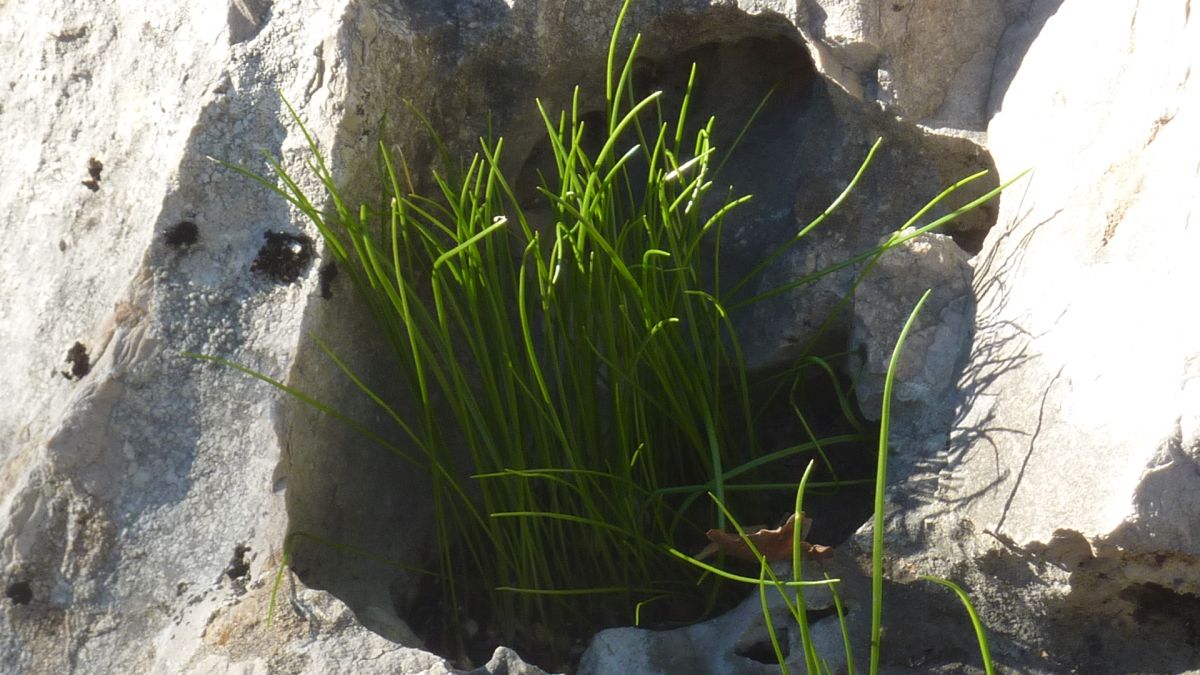 Néoules, la grande Muraille