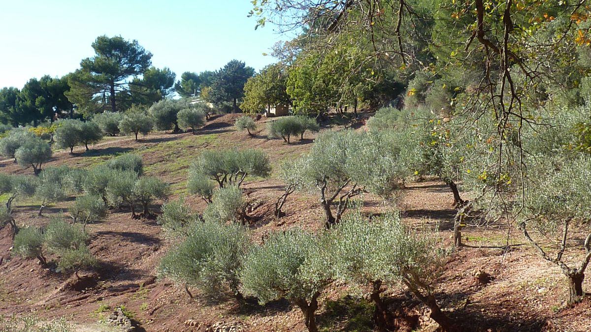 Rocbaron, le Vieux Puget