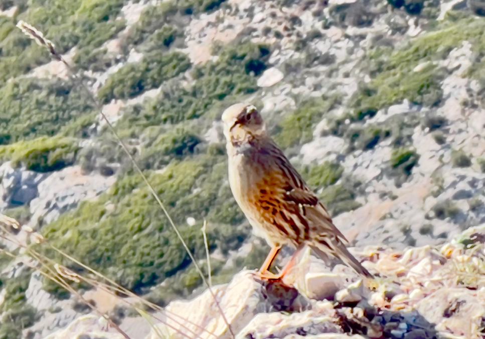 Le Garlaban, sentier des scolopendres