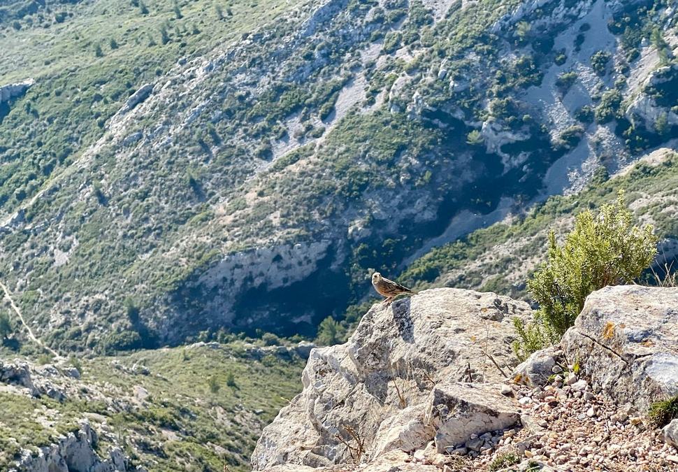 Le Garlaban, sentier des scolopendres