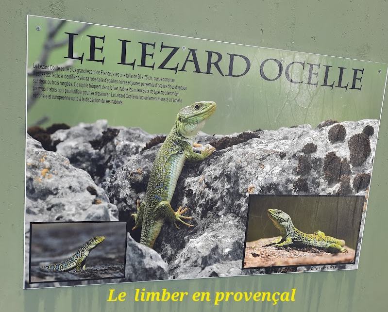 Rocbaron, résurgence du Grand Valat
